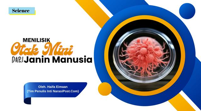 menelisik otak mini janin manusia